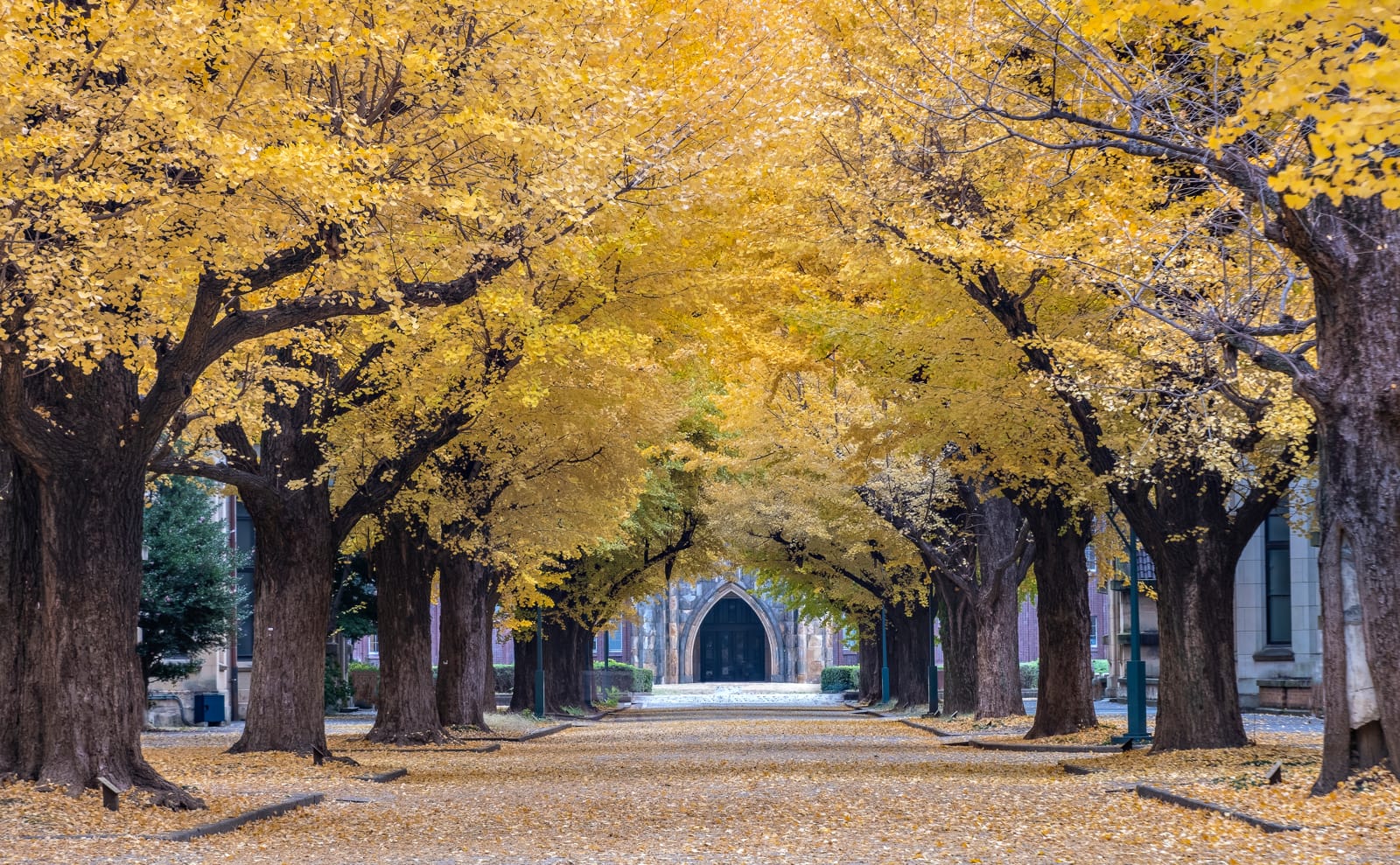 大学のキャンパス